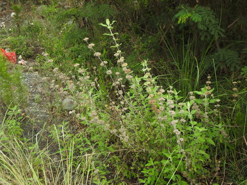 Baardbloem — Bild 2