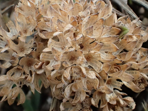 Baardbloem — Bild 5