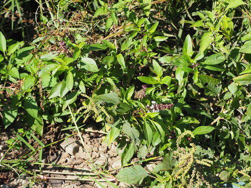 basilicum — Bild 3