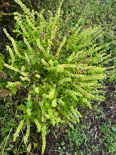 basilicum — Bild 5