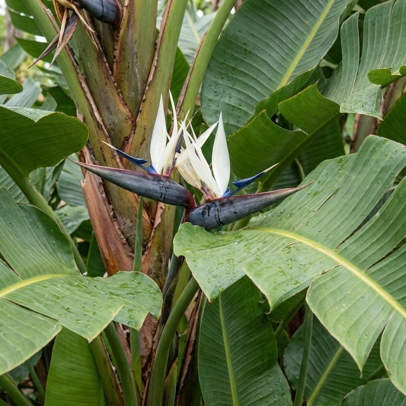 Boom Strelitzia