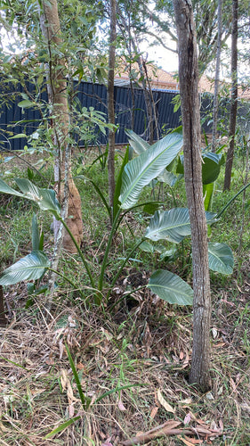 Boom Strelitzia — Bild 2