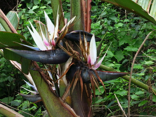 Boom Strelitzia — Bild 5