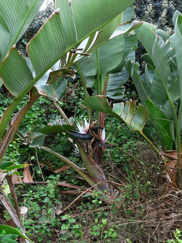 Boom Strelitzia — Bild 4