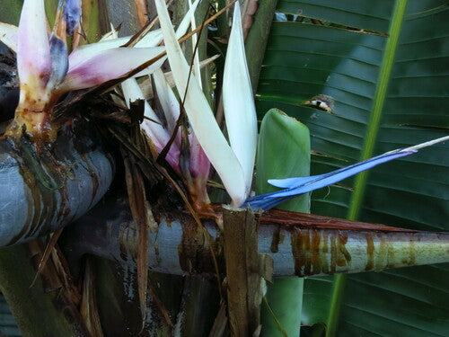 Boom Strelitzia — Bild 3