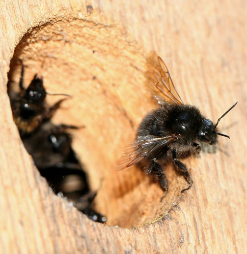 Boom hommel — Bild 5