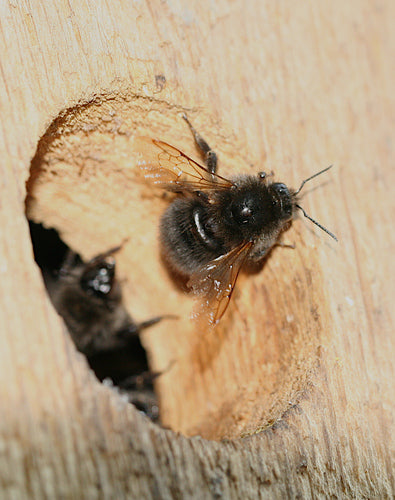 Boom hommel — Bild 4