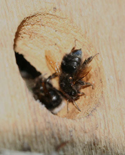 Boom hommel — Bild 3