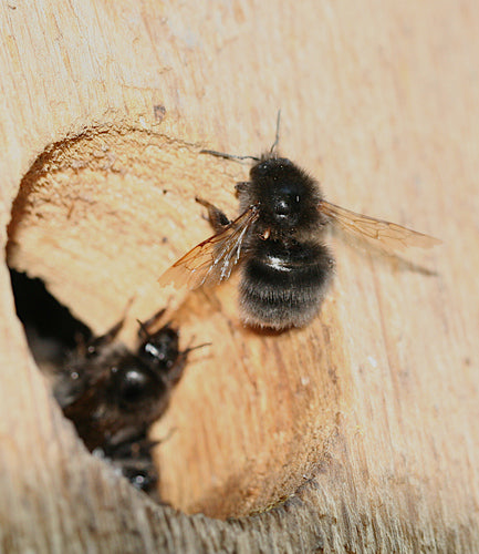Boom hommel — Bild 2