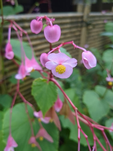 Begonia's — Bild 1