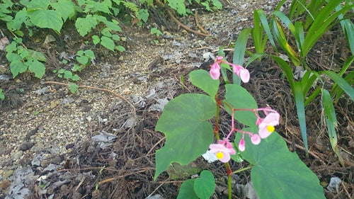 Begonia's — Bild 3