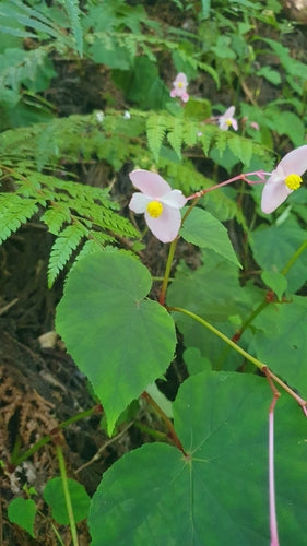 Begonia's — Bild 2