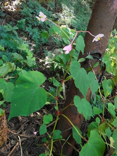 Begonia's — Bild 5