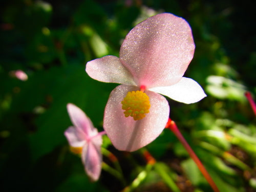 Begonia's — Bild 4