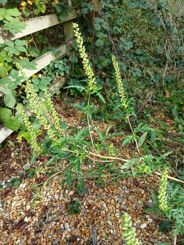 Bijvoet — Bild 2