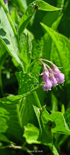 Smeerwortel — Bild 3