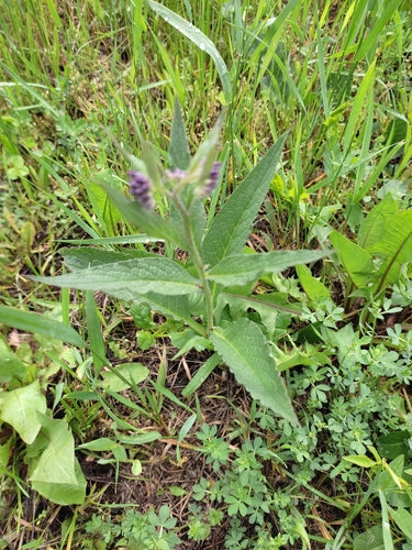 Smeerwortel — Bild 5
