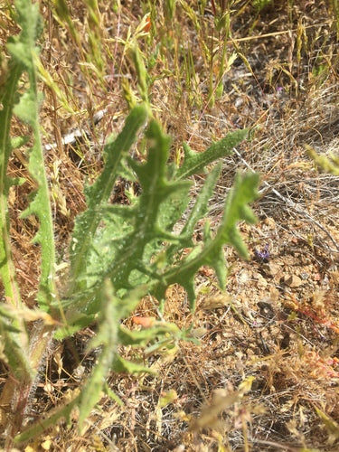 Benedictuskruid — Bild 3