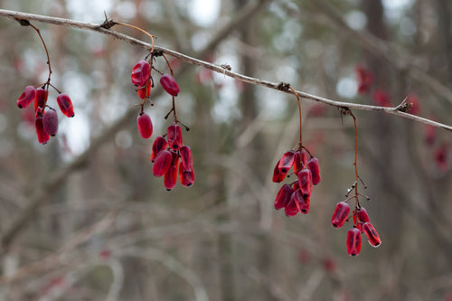 Berberis — Bild 3