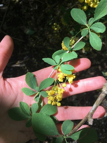 Berberis — Bild 2