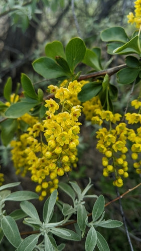 Berberis — Bild 5