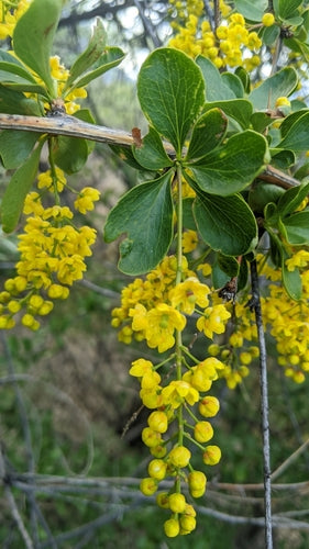 Berberis — Bild 4