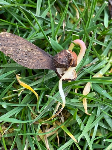 Sycamore-esdoorn — Bild 5
