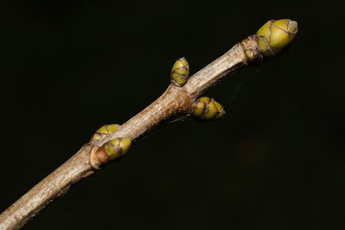 Sycamore-esdoorn — Bild 2