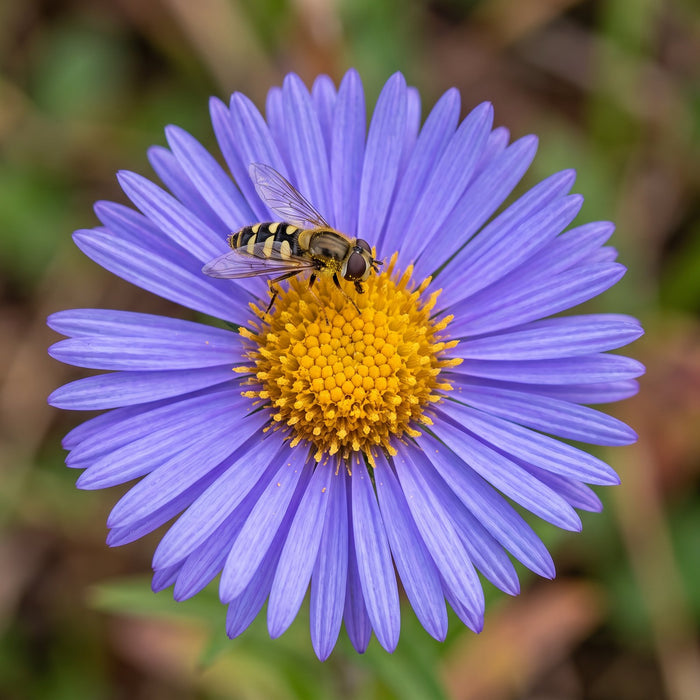 Blüte von Berg-Aster (Aster amellus) in Nahaufnahme (KI-generiert)