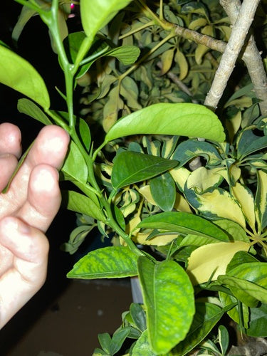Bergamot — Bild 4