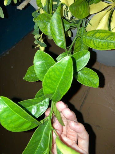 Bergamot — Bild 5