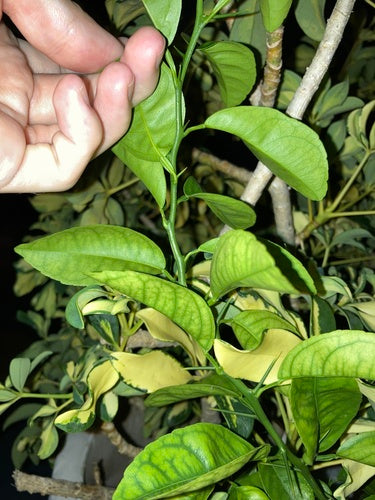 Bergamot — Bild 2