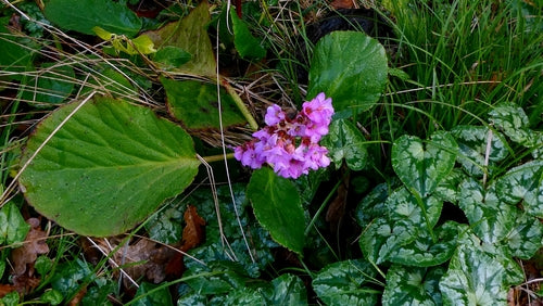 Bergenia — Bild 4