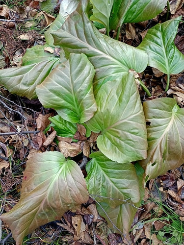 Bergenia — foto 2 van 40