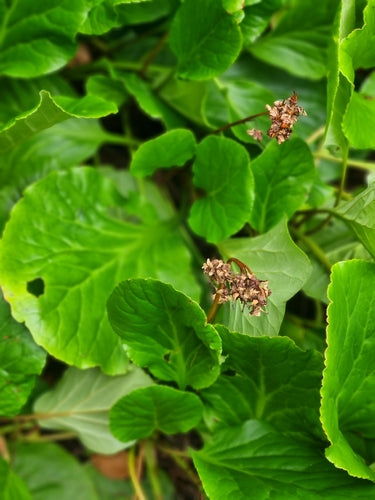 Bergenia — Bild 3