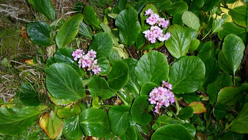 Bergenia — foto 1 van 40