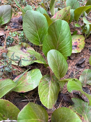 Bergenia — foto 5 van 40
