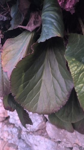 Bergenia — foto 4 van 40