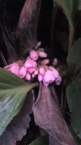 Bergenia — foto 3 van 40