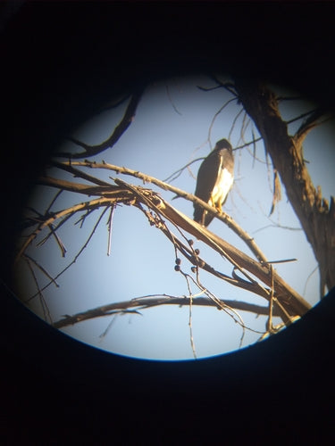 Berg caracara — Bild 5