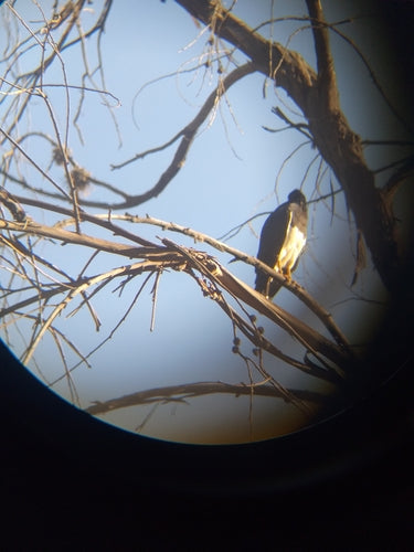 Berg caracara — Bild 4