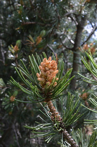 Bergpijnboom — Bild 5