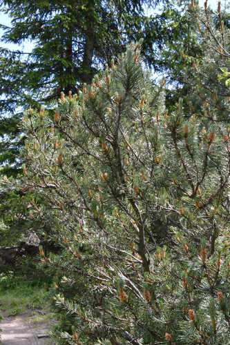 Bergpijnboom — Bild 4