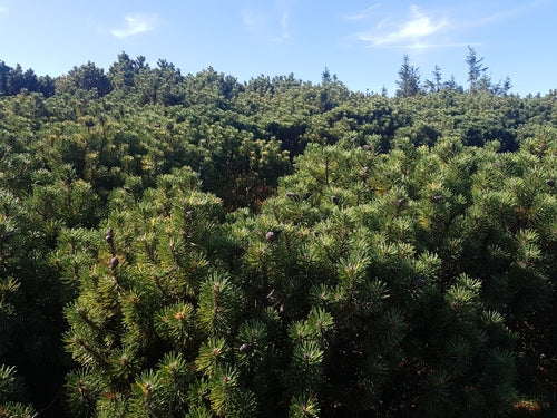 Bergpijnboom — Bild 3