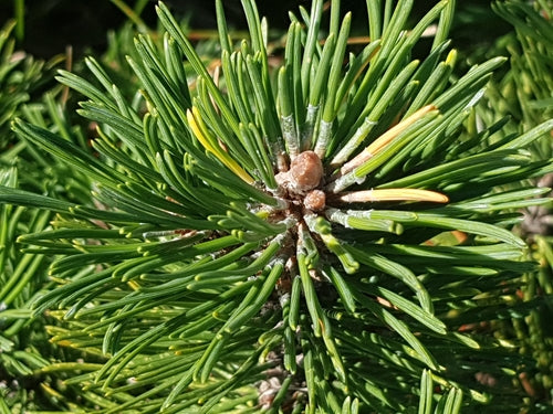 Bergpijnboom — Bild 2