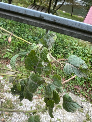 Berg munt — Bild 2