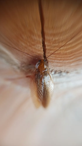 Amber boskakkerlak — Bild 5