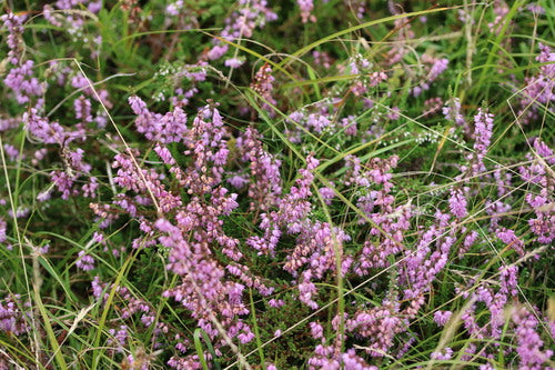 Bezem heide — Bild 5