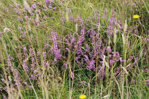 Bezem heide — Bild 4