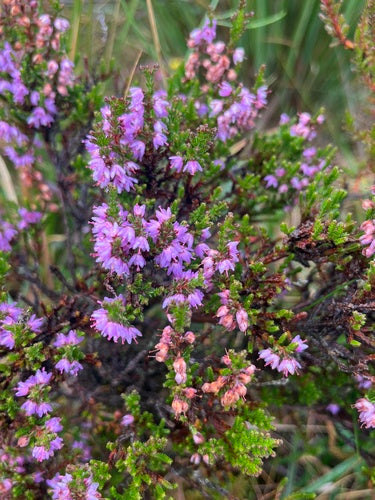 Bezem heide — Bild 1
